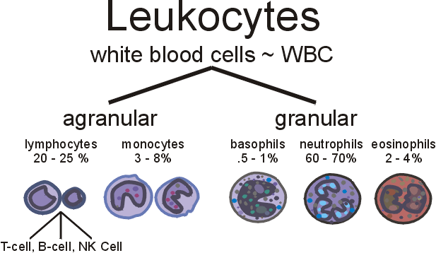 Képtalálat a következőre: „white blood cell types”